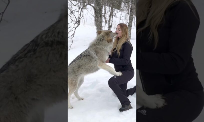 GIRL HOWLS WITH GIANT WOLVES