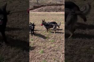 German Shepherds playing TUG of War! #GermanShepherdClub #Shorts #Animals