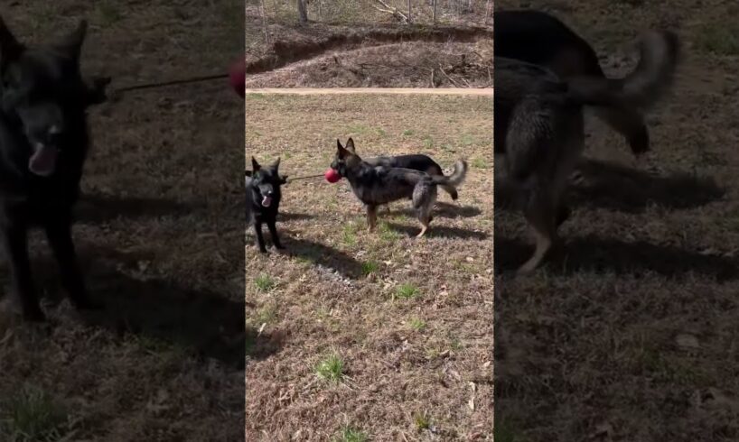 German Shepherds playing TUG of War! #GermanShepherdClub #Shorts #Animals