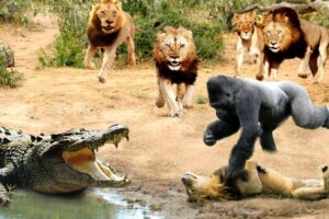 Greatest Fights In The Animal Kingdom 🐒🐍 Pt.2 | Wild Discovery Animals 2024