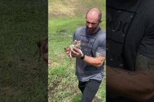 Guy Finds Kitten In Field After Flood and Rescues Them