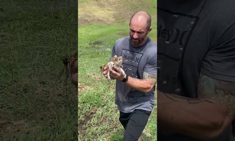 Guy Finds Kitten In Field After Flood and Rescues Them