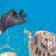 HUGE SEA TURTLE RESCUE!  (Green Sea Turtle entangled in fishing line)