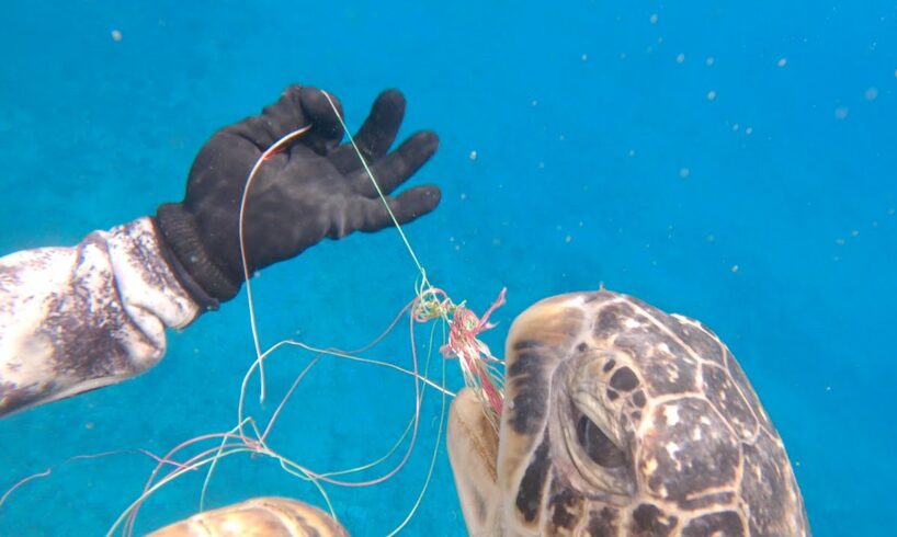 HUGE SEA TURTLE RESCUE!  (Green Sea Turtle entangled in fishing line)