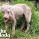 Hairless Dog Found By Gas Station Becomes Giant Fluffy Teddy Bear | The Dodo