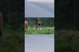 Happy horse kid playing #animals #funnyanimals #nature