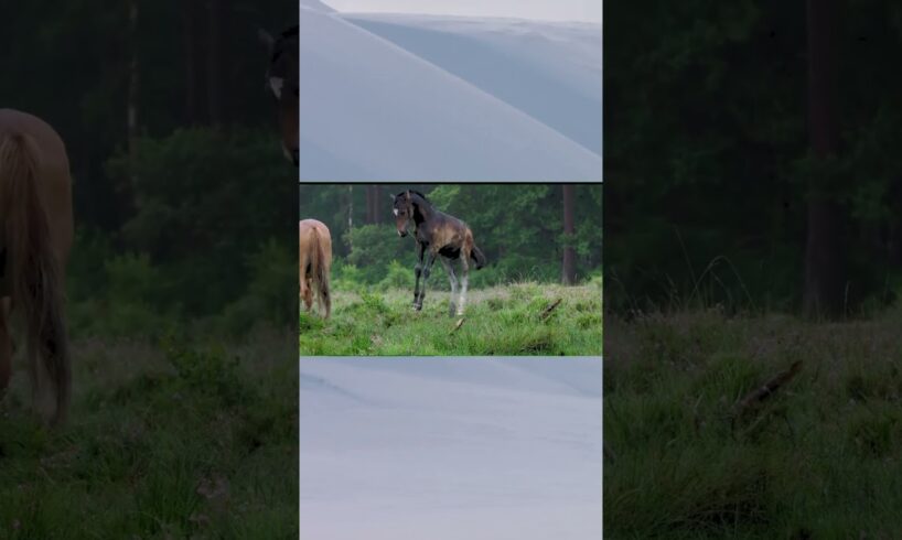 Happy horse kid playing #animals #funnyanimals #nature