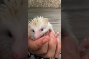 He Like play #cute #hedgehog #animals #hedgehogsanctuary #drinkmilk #cuteanimals #europeanhedgehogs