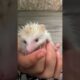 He Like play #cute #hedgehog #animals #hedgehogsanctuary #drinkmilk #cuteanimals #europeanhedgehogs