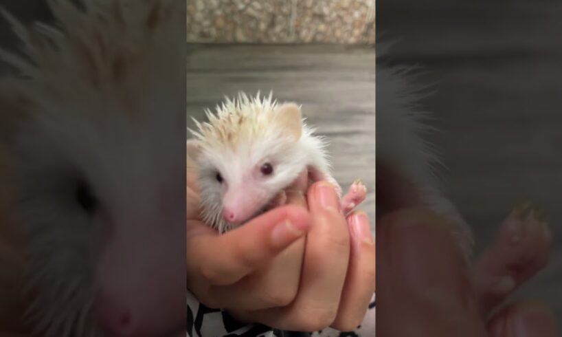 He Like play #cute #hedgehog #animals #hedgehogsanctuary #drinkmilk #cuteanimals #europeanhedgehogs