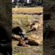 Heroic Mother Buffalo Defends Baby from Lion Cubs - Shocking Battle