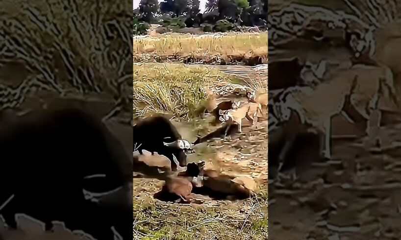 Heroic Mother Buffalo Defends Baby from Lion Cubs - Shocking Battle