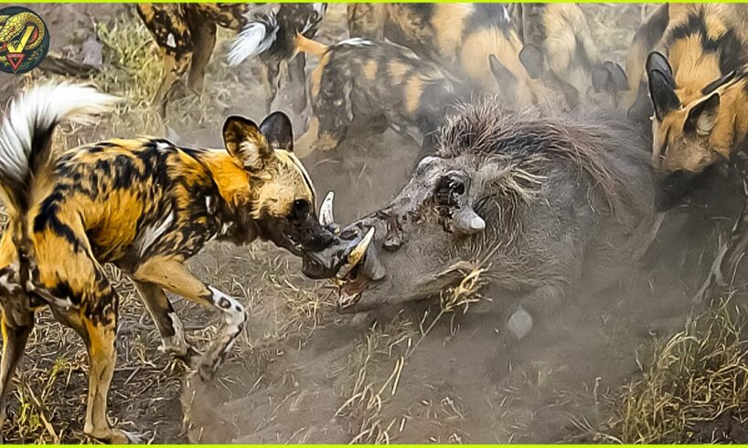 Horrifying Moments Wild Dogs Ripped Warthog | Animal Fighting