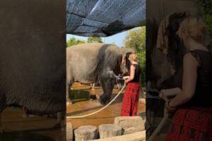 How We Rescued Elephants - From Former Tourist Attractions to Rescued Elephants - Saving Elephants -