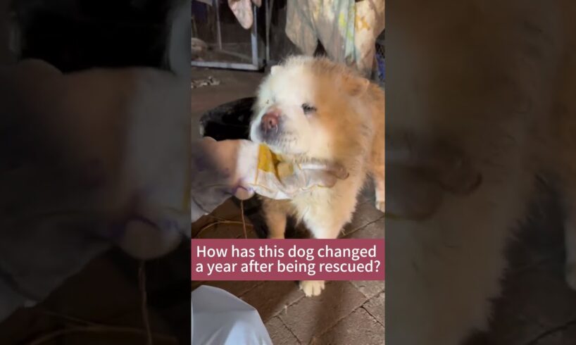 How has this dog changed a year after being rescued?