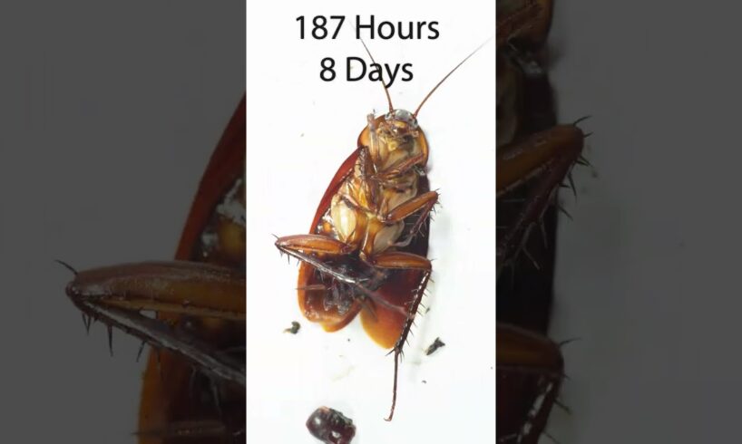 How many days can a cockroach survive without food and water?