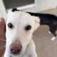 How should I Name the new Rescued Dog? - Takis Shelter