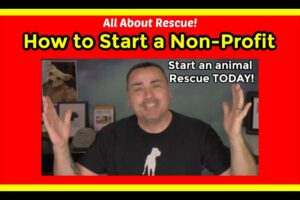 How to start an animal rescue. How to start a non profit animal rescue