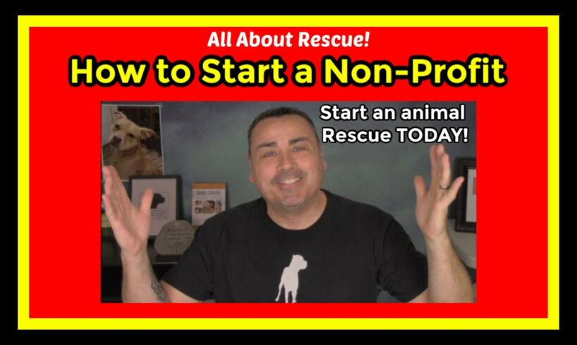 How to start an animal rescue. How to start a non profit animal rescue