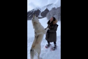 Howling with a Gigantic White Wolf