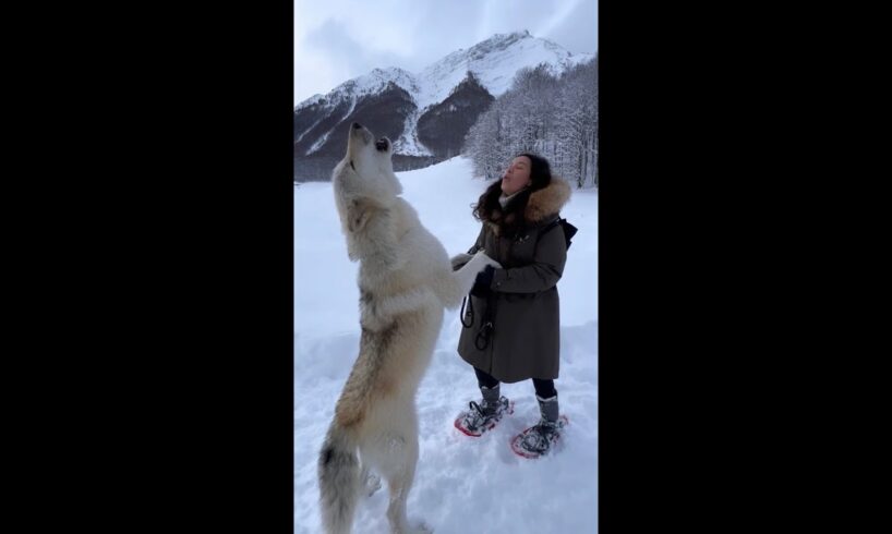 Howling with a Gigantic White Wolf