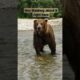 Huge Grizzly Bear Gets A Warning ⚠️ #alaska #grizzlies