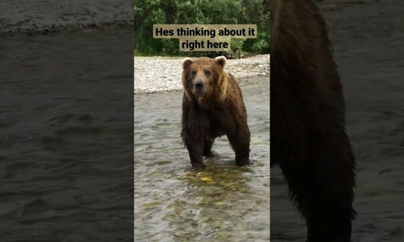 Huge Grizzly Bear Gets A Warning ⚠️ #alaska #grizzlies