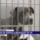 Hundreds of rescued animals brought to Nashville