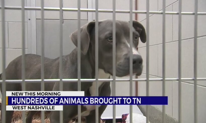 Hundreds of rescued animals brought to Nashville