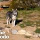 Husky Shows Up On Couple's Front Yard | The Dodo