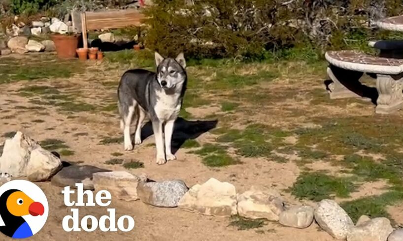 Husky Shows Up On Couple's Front Yard | The Dodo