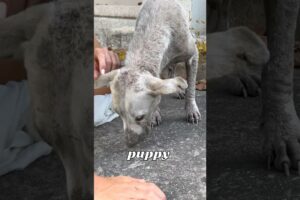 I Saved a Dying Dog With Puppies