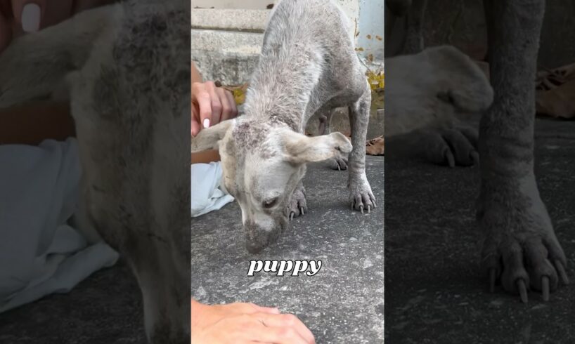 I Saved a Dying Dog With Puppies