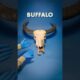 I Was Wrong About Buffalo