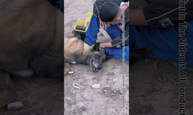 In Critical Moments, Emergency Rescue Dog Save People#Shorts