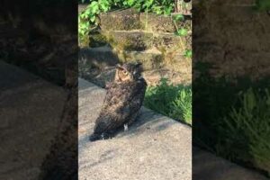 Injured owl vs cat