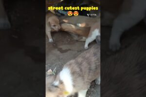 Kallu dog | street cutest puppies🥰😍  @Lovelypuppy_1 #shorts #streetdogchannel #kalludog #puppies