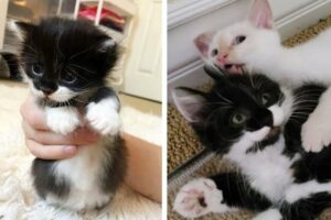 Kitten Rescued from a Yard, Finds the Perfect Friend He Always Wanted