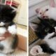 Kitten Rescued from a Yard, Finds the Perfect Friend He Always Wanted