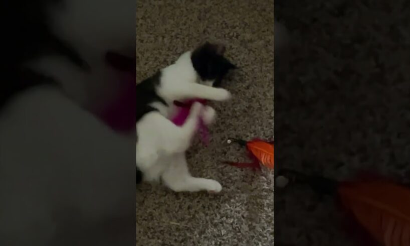 Kitten playing #cat #animals #shorts