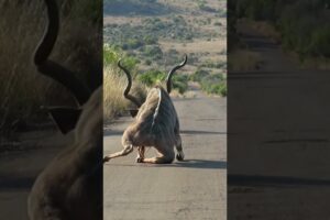 Kudu Survives Lion Attack and Gets Stranded on the Road #shorts #safari #africa