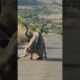 Kudu Survives Lion Attack and Gets Stranded on the Road #shorts #safari #africa