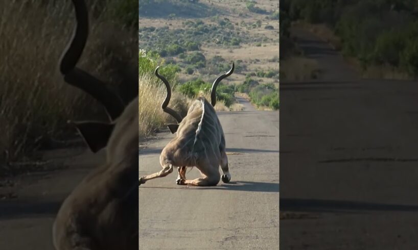 Kudu Survives Lion Attack and Gets Stranded on the Road #shorts #safari #africa