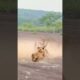 Lion catches sword sheep, wild animals close up, animal fighting power competition