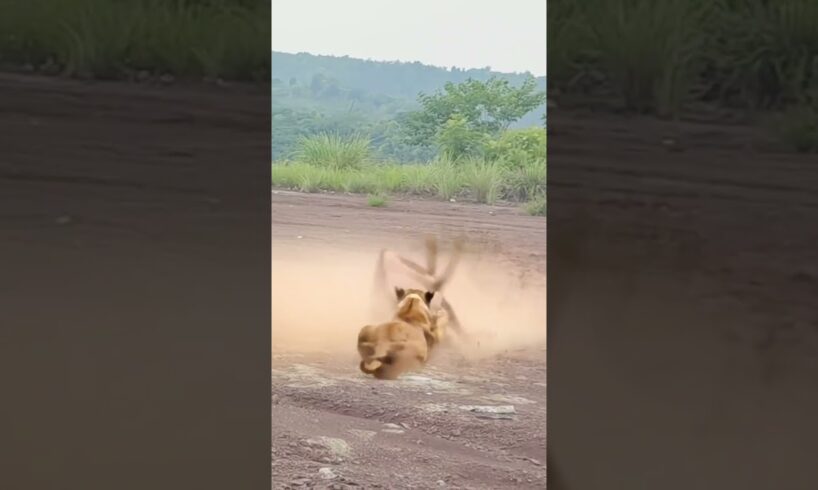 Lion catches sword sheep, wild animals close up, animal fighting power competition