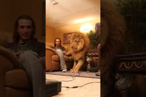 Lion wants to play video games in living room