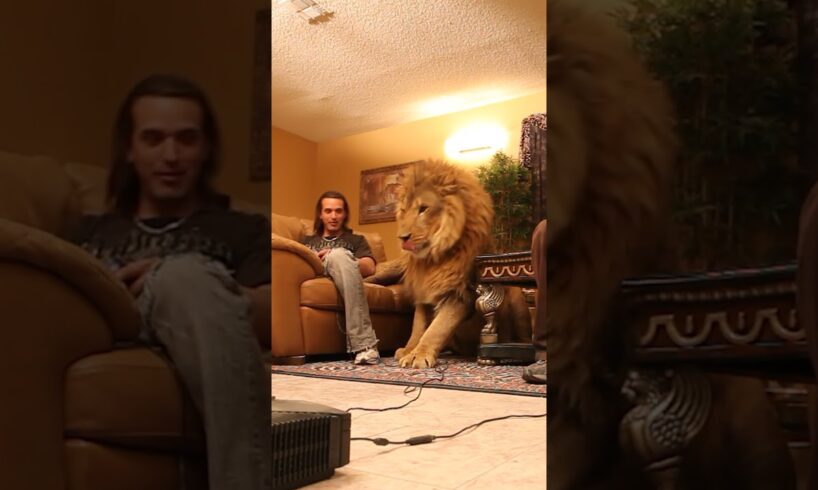 Lion wants to play video games in living room