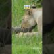 Lioness Playing With Baby Warthog. 😱 #shorts #animals #lioness