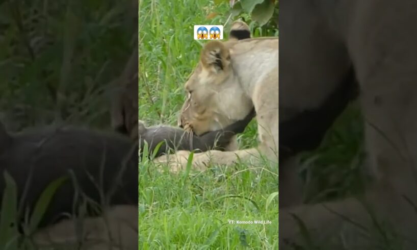 Lioness Playing With Baby Warthog. 😱 #shorts #animals #lioness