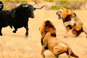 Lions Vs Buffalo Apex Predators Hunt Buffalo For Survival | Greatest Animal Fight